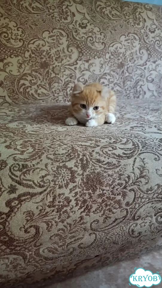 Котёнок в добрые руки фото 1