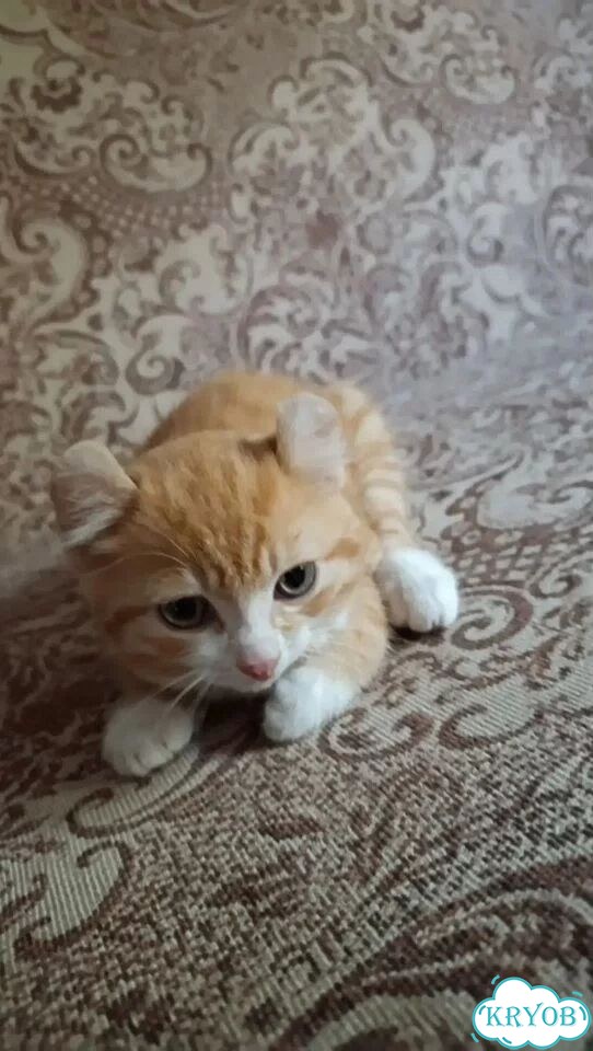 Котёнок в добрые руки фото 2