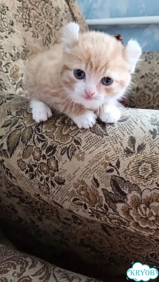 Котёнок в добрые руки фото 3
