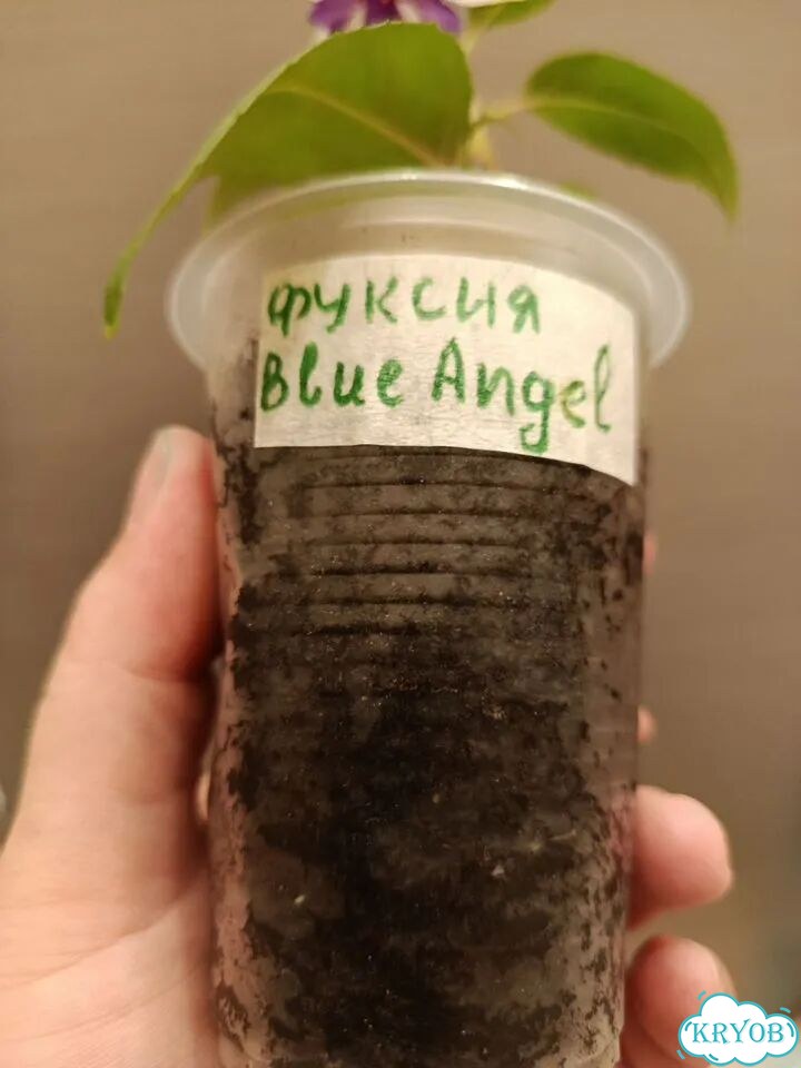 Фуксия Blue Angel фото 4