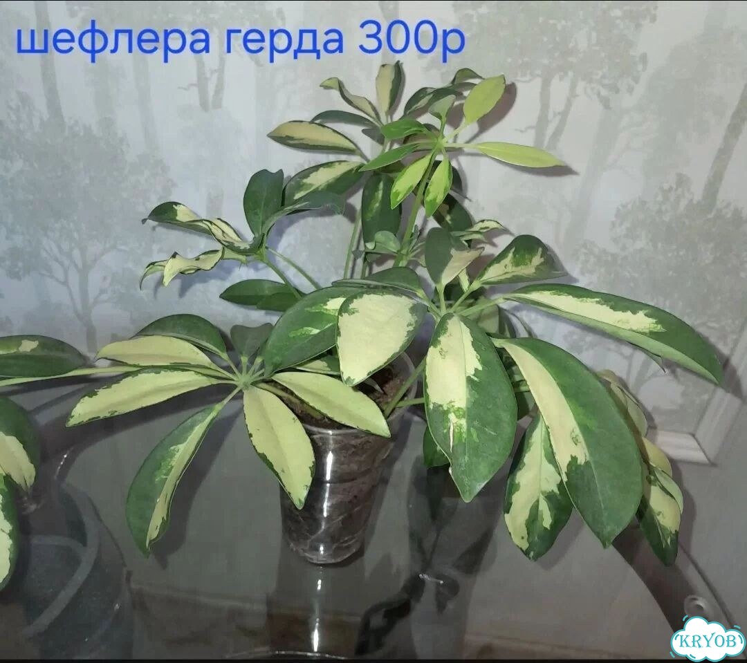 Шефлера вариегатная Герда фото 1