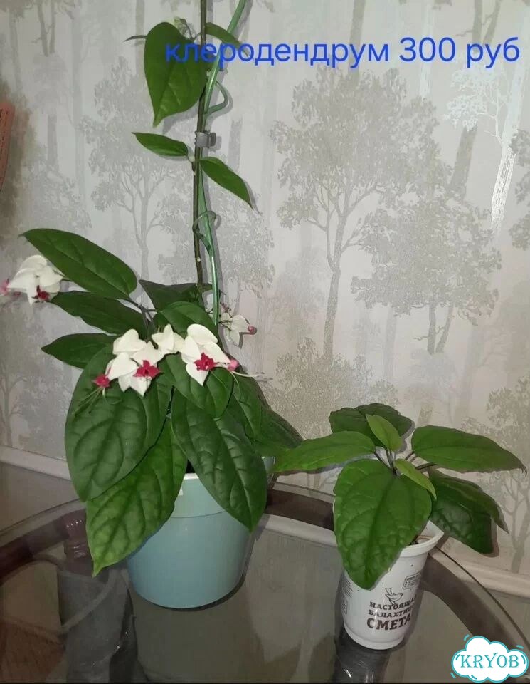 Клеродендрум томпсона фото 1