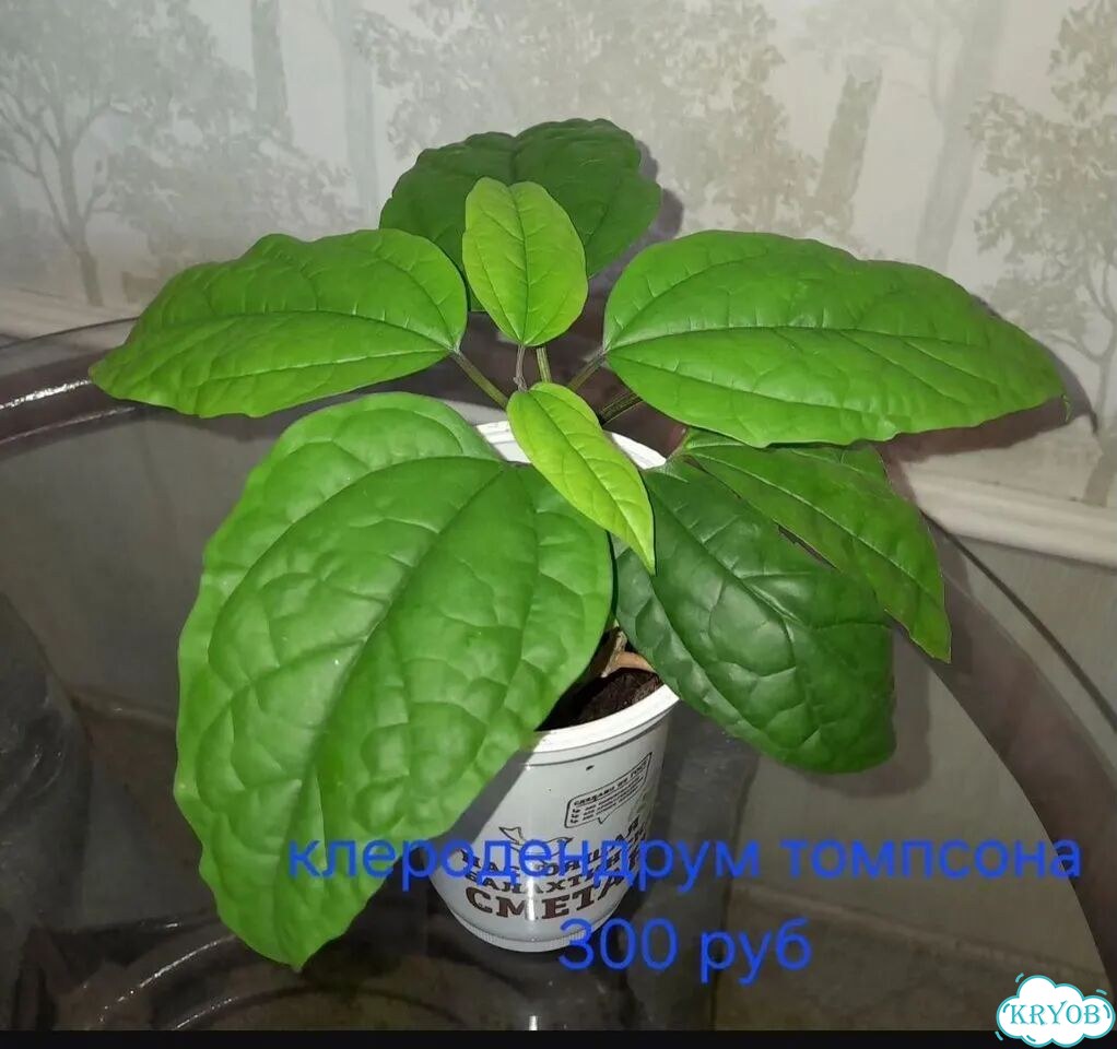 Клеродендрум томпсона фото 2