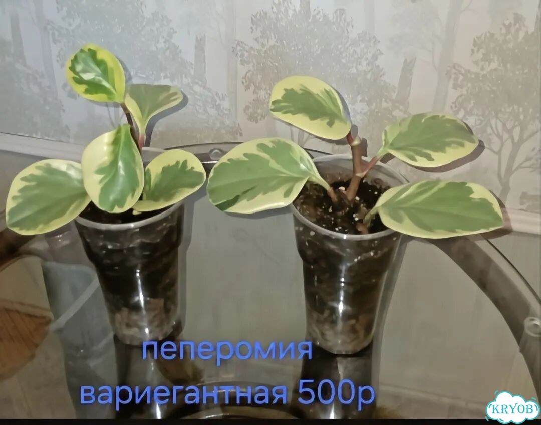 Пеперомия вариегатная фото 1
