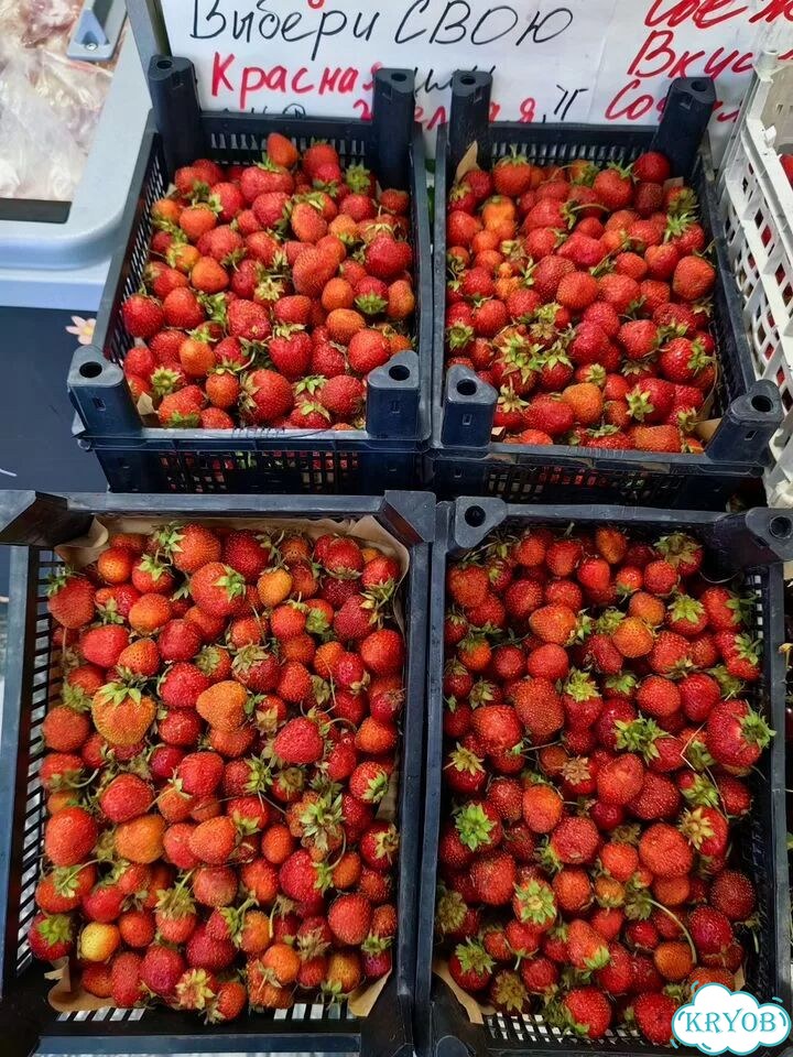 Клубника с. субботино вкусняшка фото 2