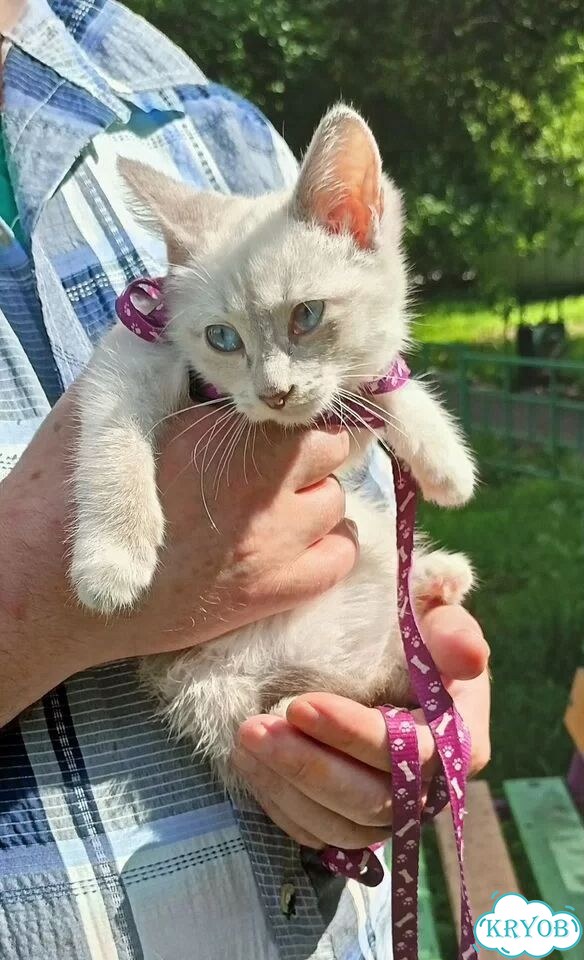 Котёнок в добрые руки фото 1