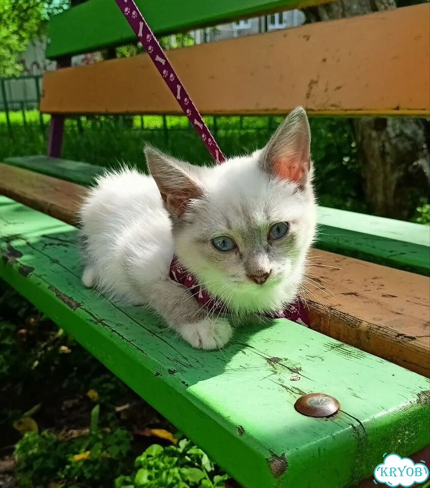 Котёнок в добрые руки фото 2