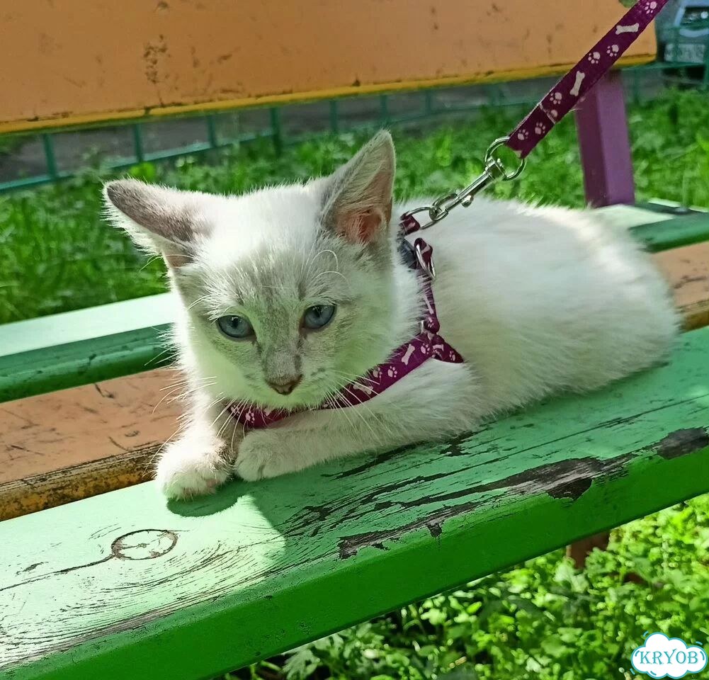Котёнок в добрые руки фото 3