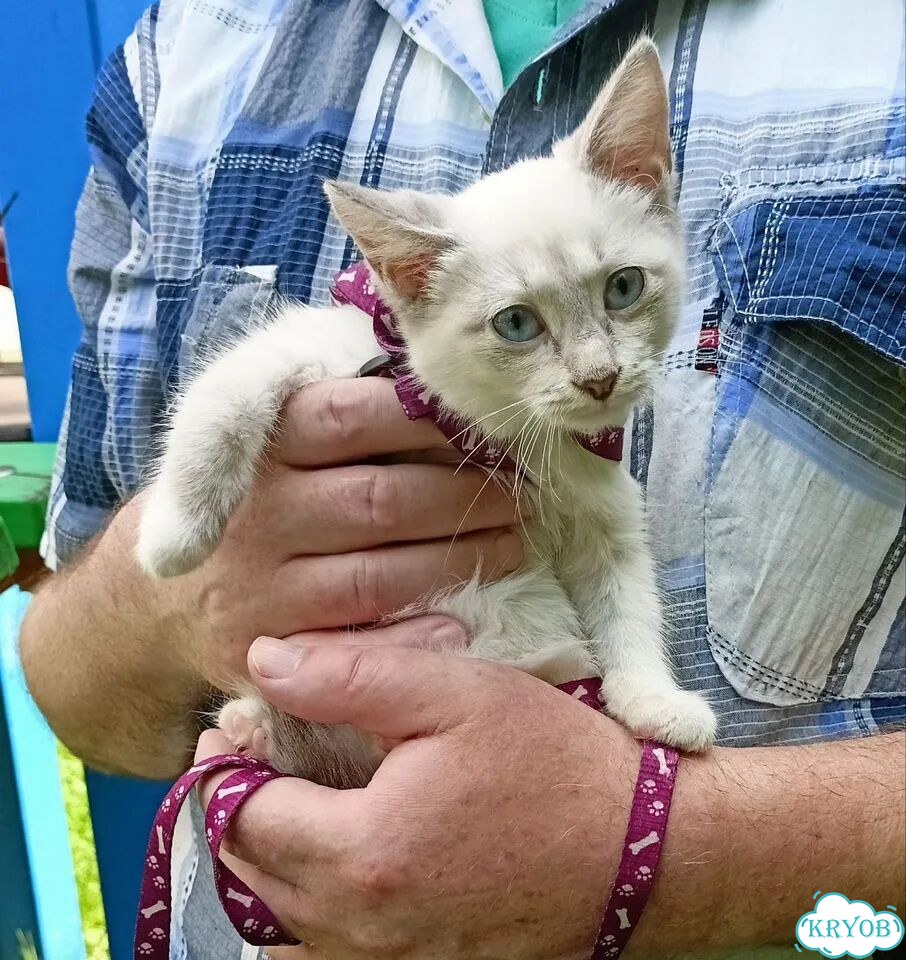 Котёнок в добрые руки фото 4