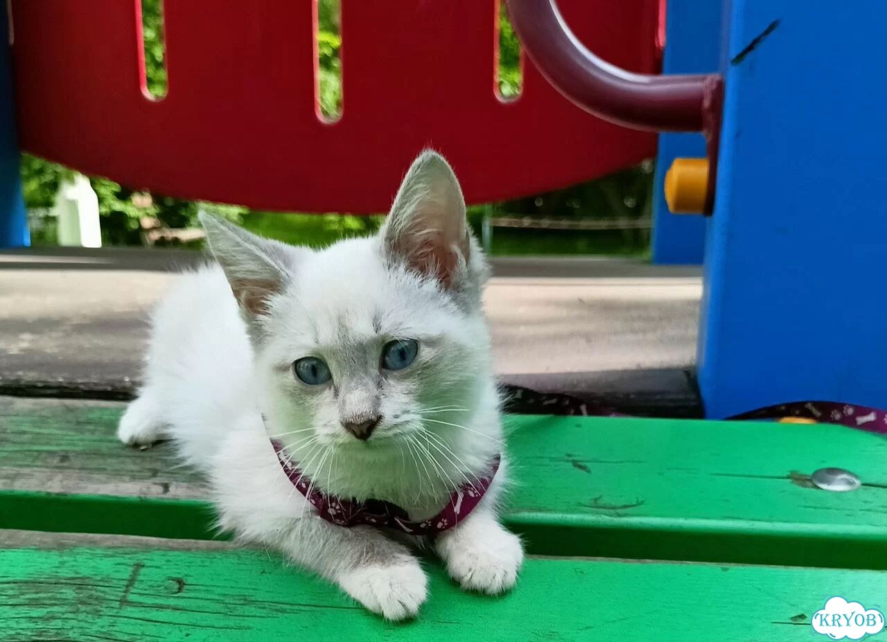 Котёнок в добрые руки фото 5