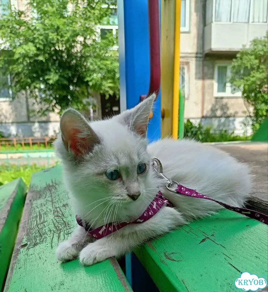 Котёнок в добрые руки фото 6