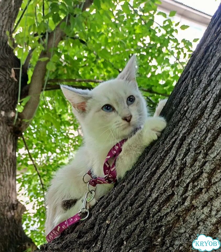 Котёнок в добрые руки фото 7