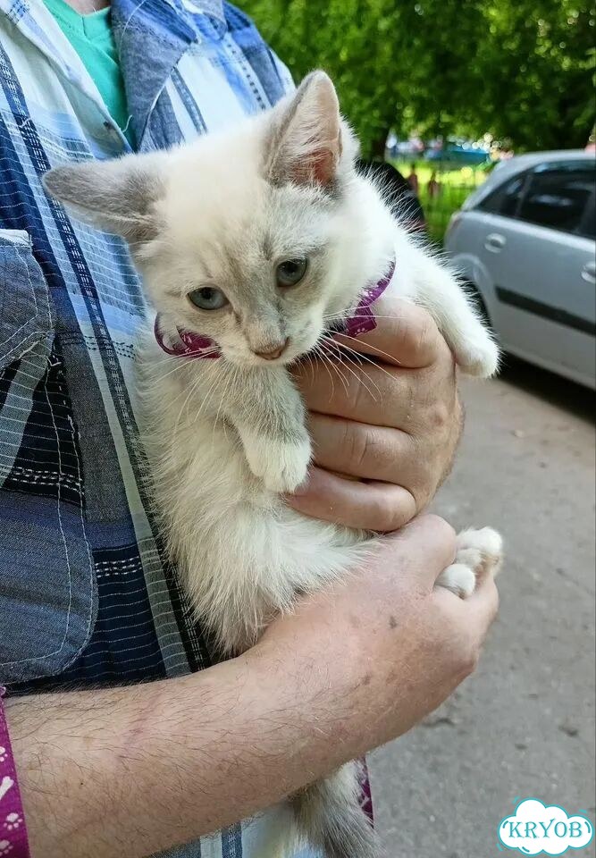 Котёнок в добрые руки фото 8