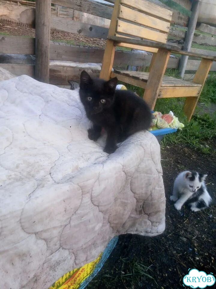 Котёнок в добрые руки фото 1