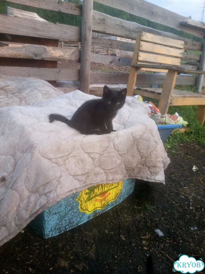 Котёнок в добрые руки фото 2