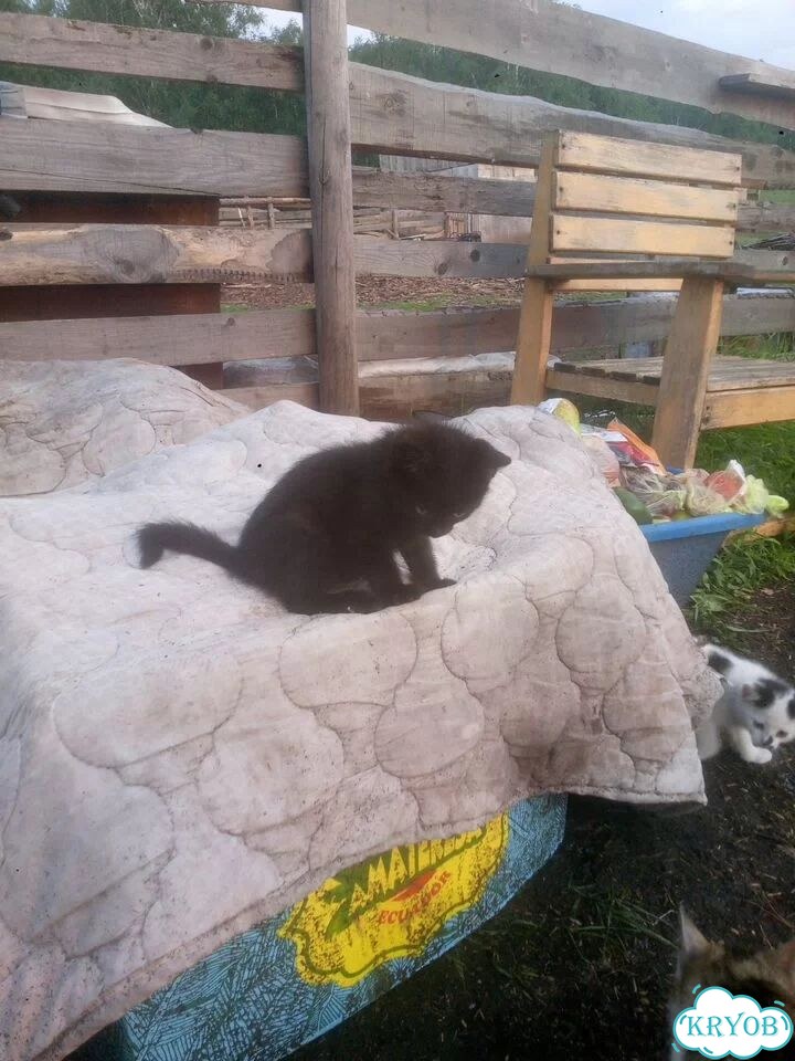 Котёнок в добрые руки фото 3