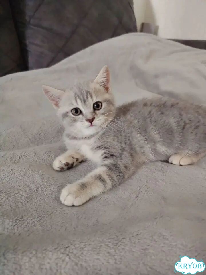 Шотландский прямоухий короткошёрстный котёнок фото 1