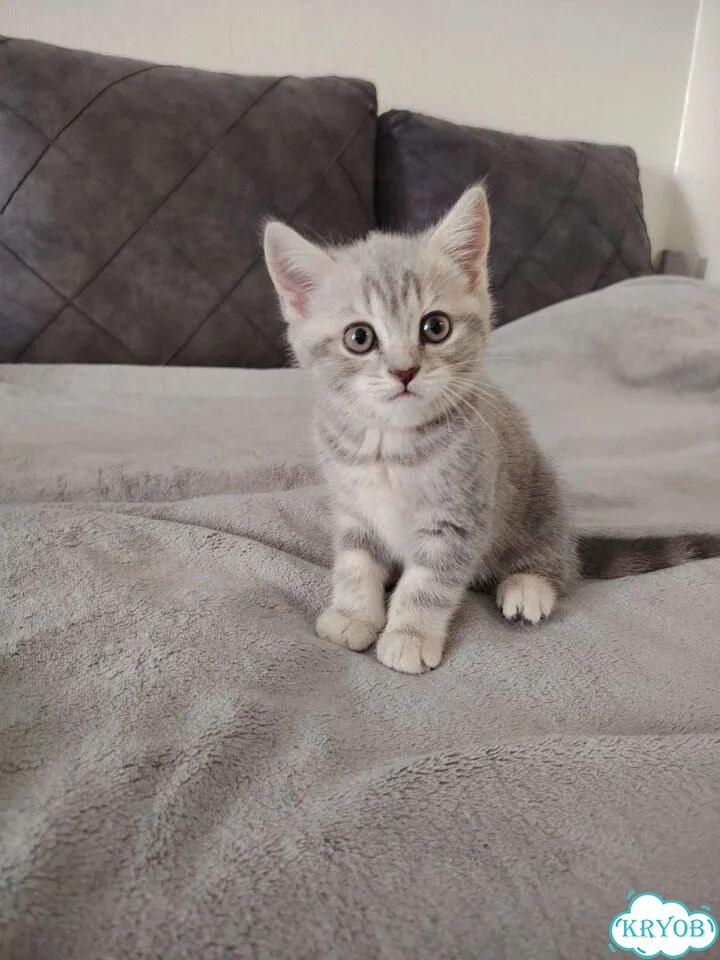 Шотландский прямоухий короткошёрстный котёнок фото 2