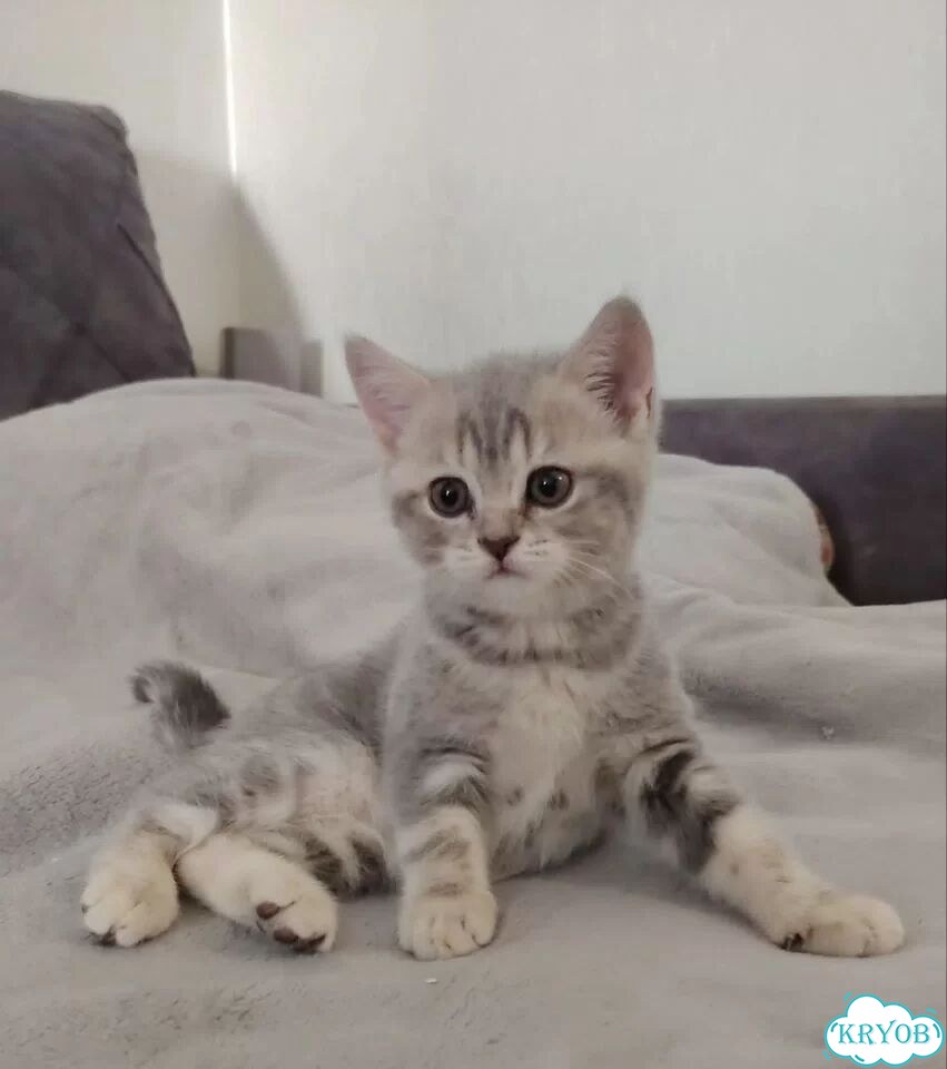 Шотландский прямоухий короткошёрстный котёнок фото 3