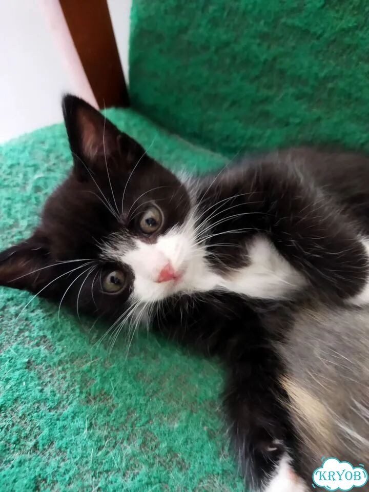 Котёнок в добрые руки фото 1