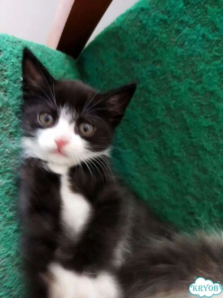 Котёнок в добрые руки фото 2