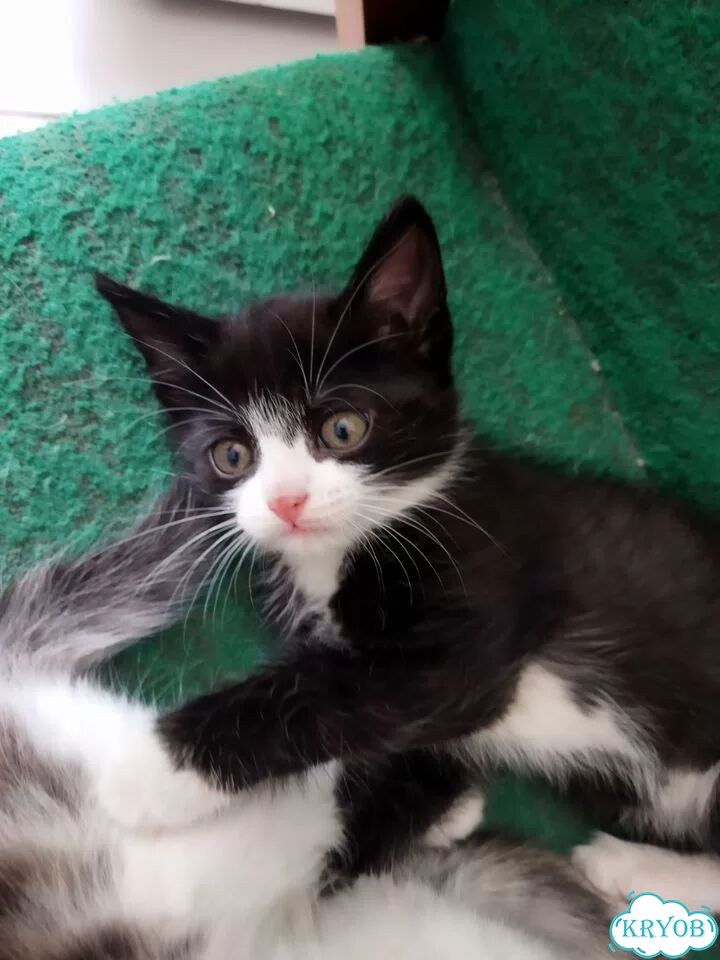 Котёнок в добрые руки фото 3