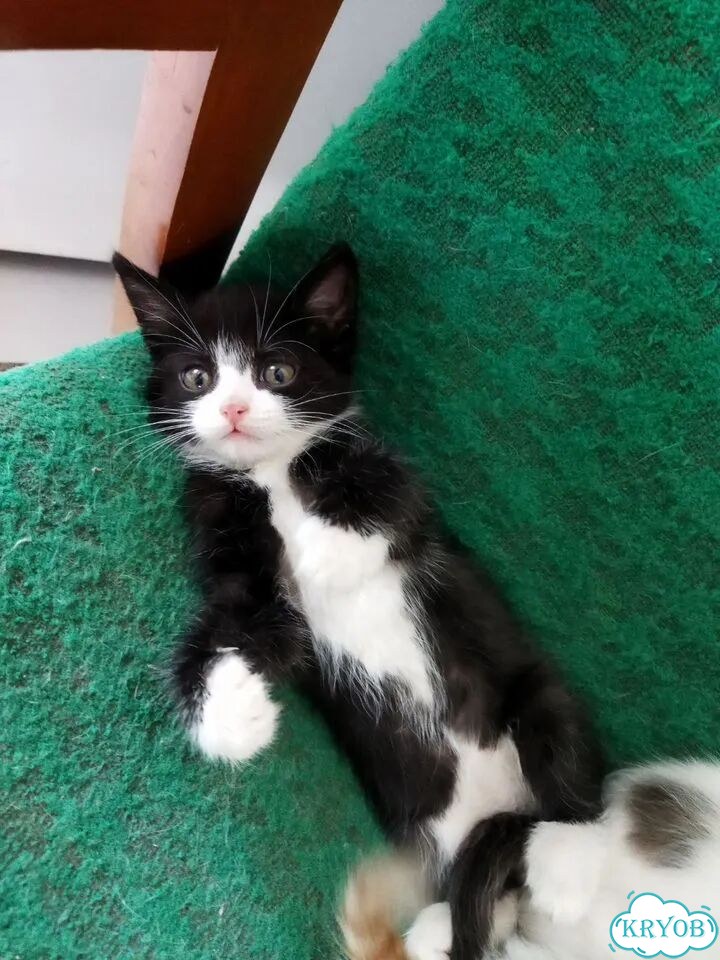 Котёнок в добрые руки фото 4