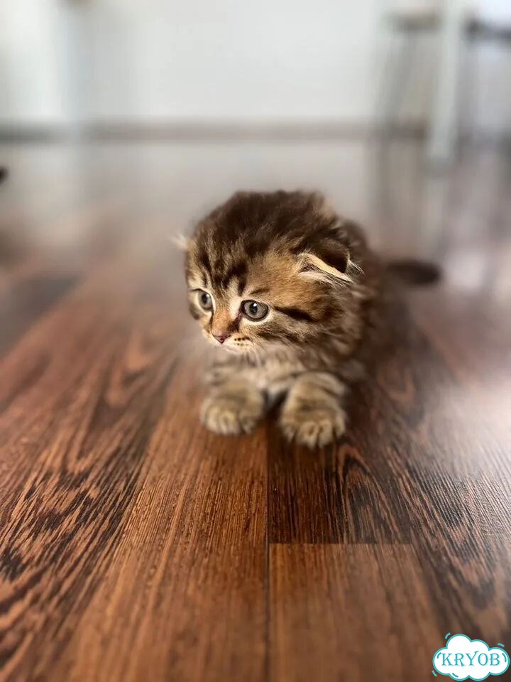 Шотландский вислоухий длинношёрстный котёнок фото 1