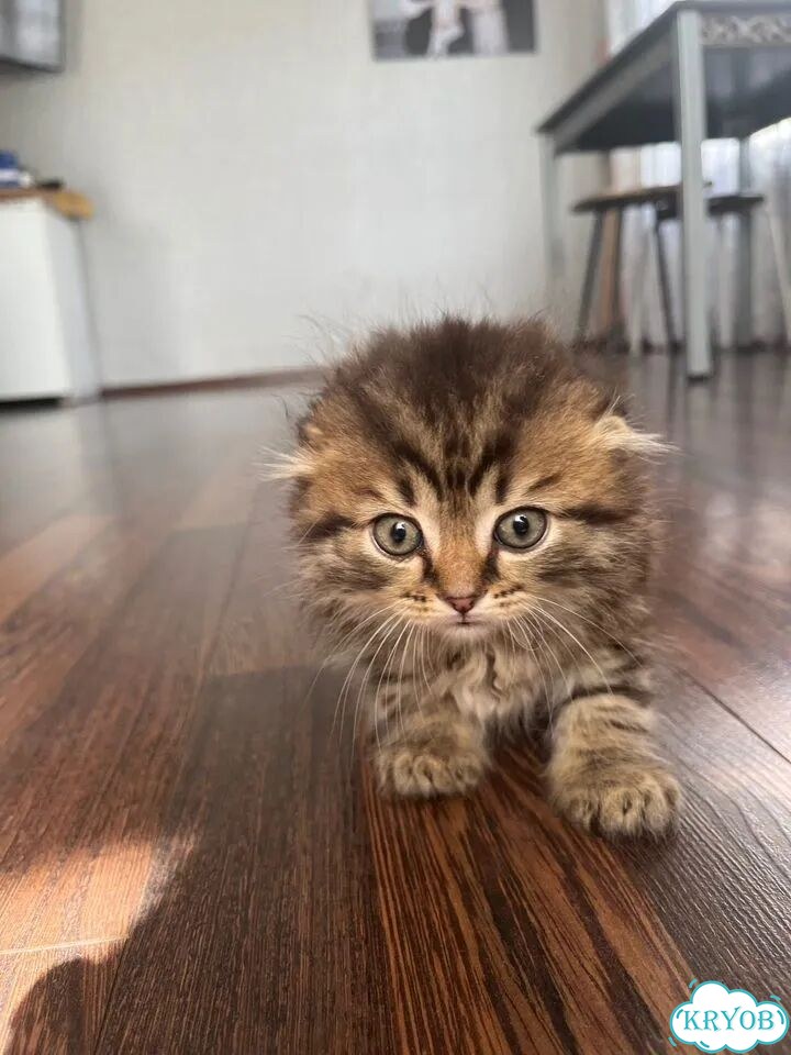 Шотландский вислоухий длинношёрстный котёнок фото 3