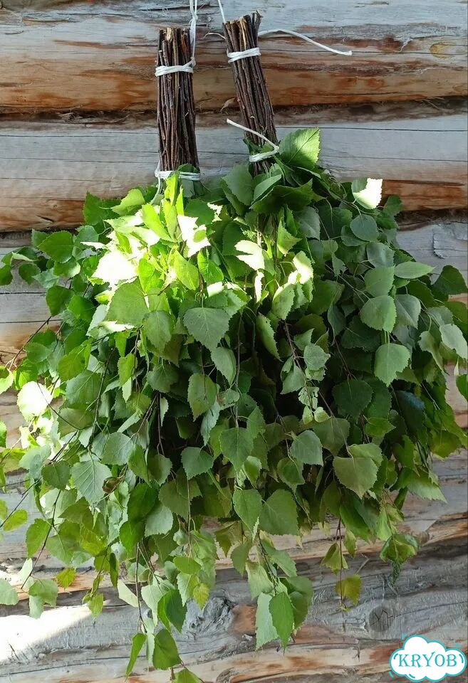 Березовые веники свежие фото 1