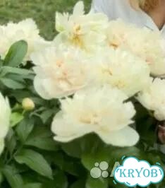 Жёлтые пионы с доставкой саженцы и корни фото 1