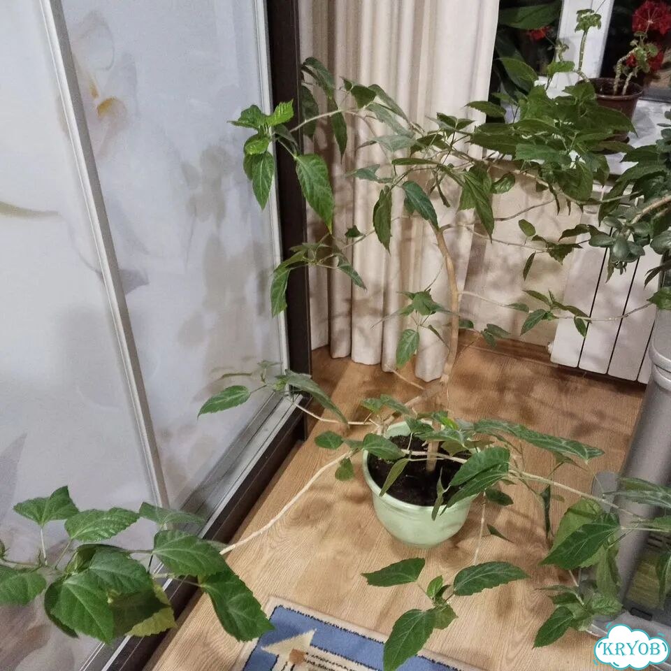 Китайская роза комнатная фото 1
