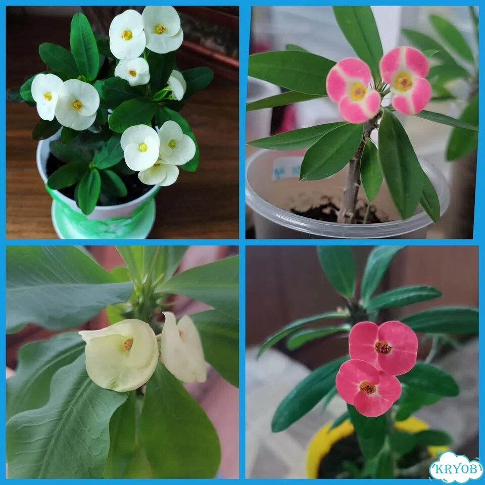 Продам Мили фото 1