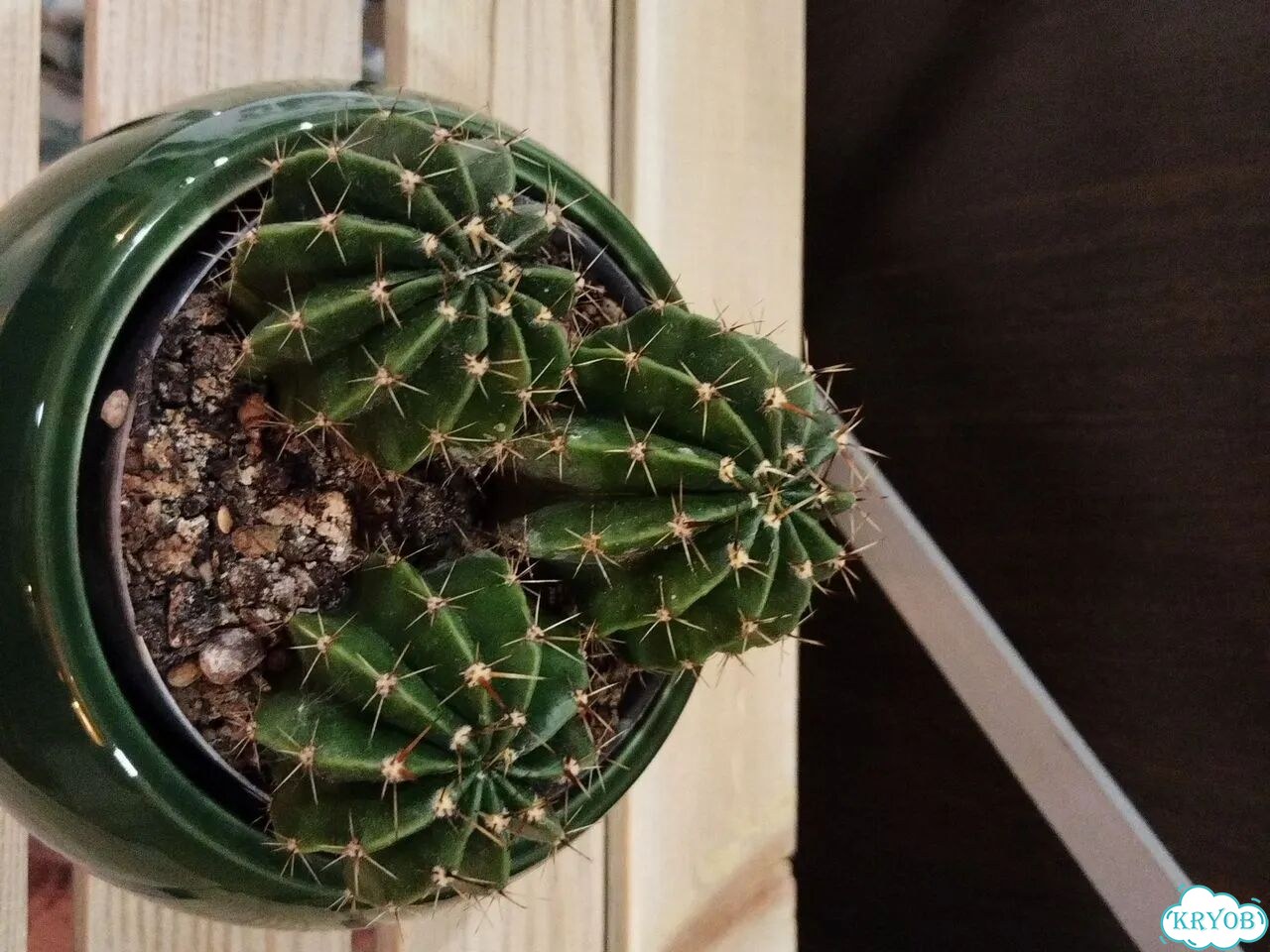Кактус фото 2