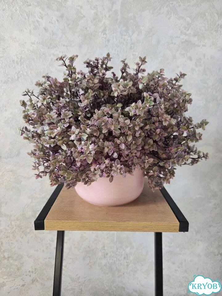 Каллизия Розовая пантера фото 1