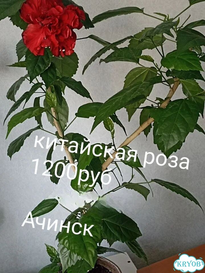 Гибискус махровый комнатный фото 1