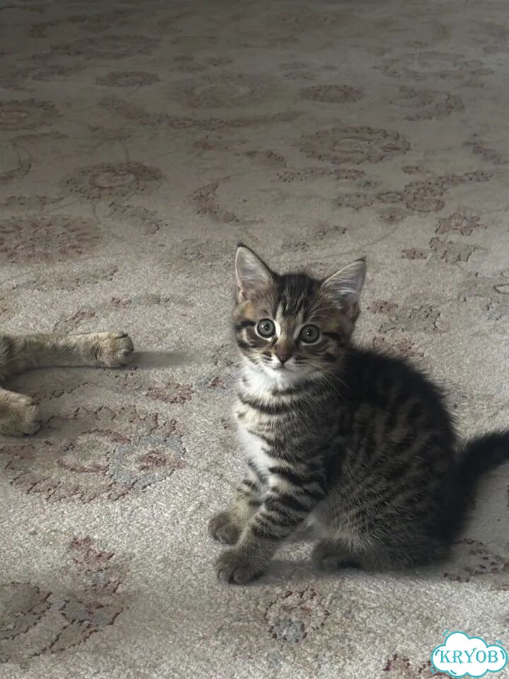 Котёнок в добрые руки фото 1