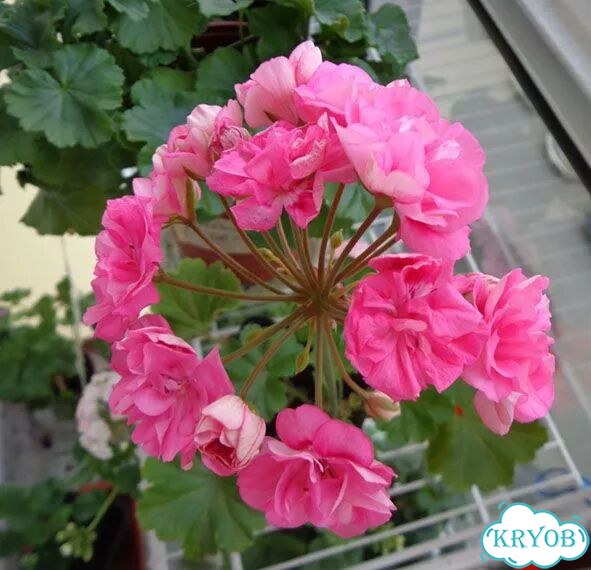 Пеларгонии Quantock Double Dymond и Ю-Сакура фото 2