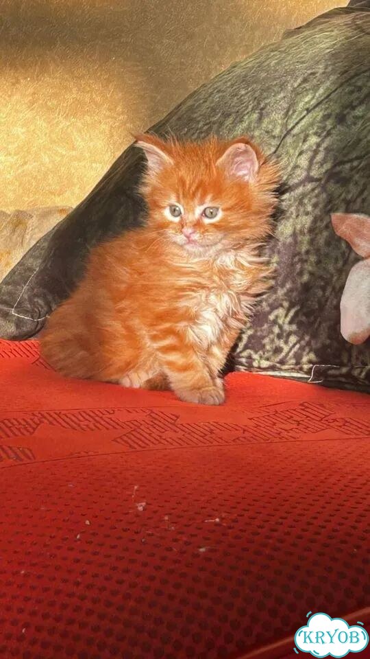 Мейн-кун котёнок фото 1