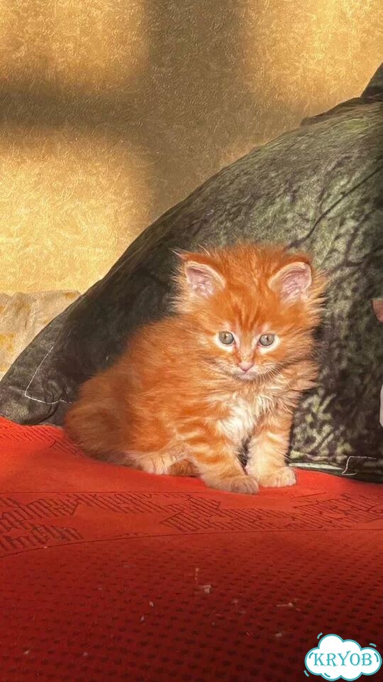 Мейн-кун котёнок фото 2
