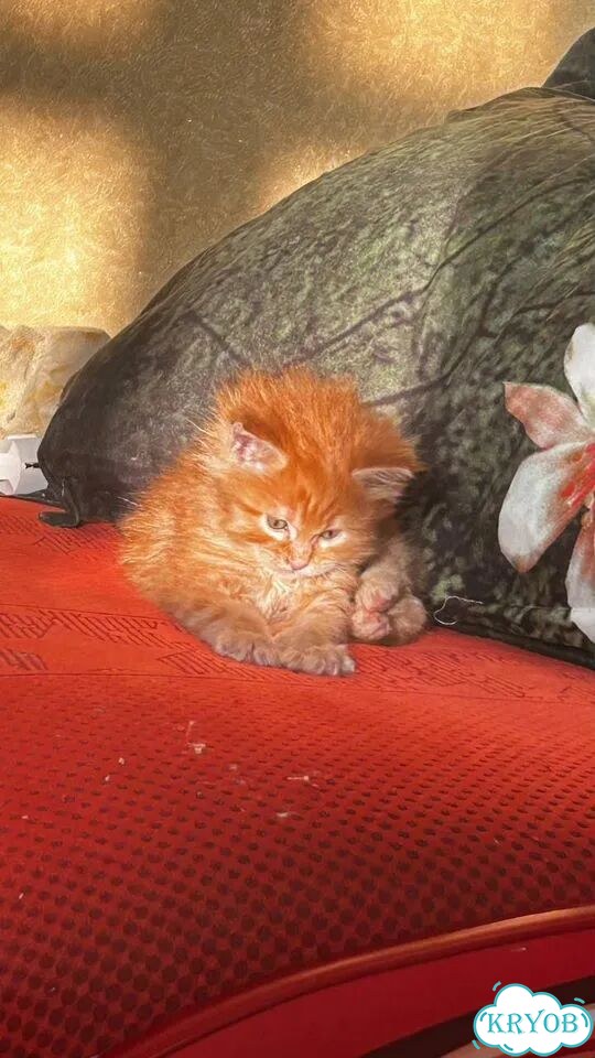 Мейн-кун котёнок фото 3