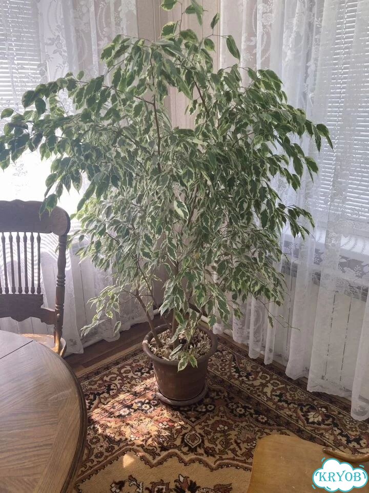 Фикус Бенджамина фото 1