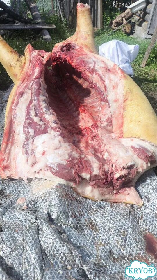 Продам мясо свинина фото 9