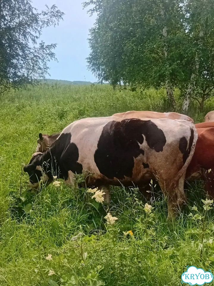 Быки живым весом продать фото 1