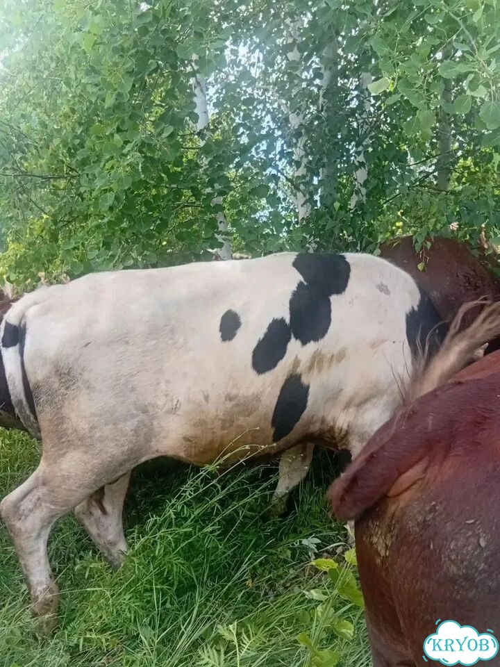 Быки живым весом продать фото 2
