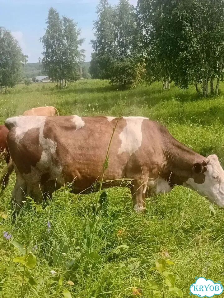 Быки живым весом продать фото 3