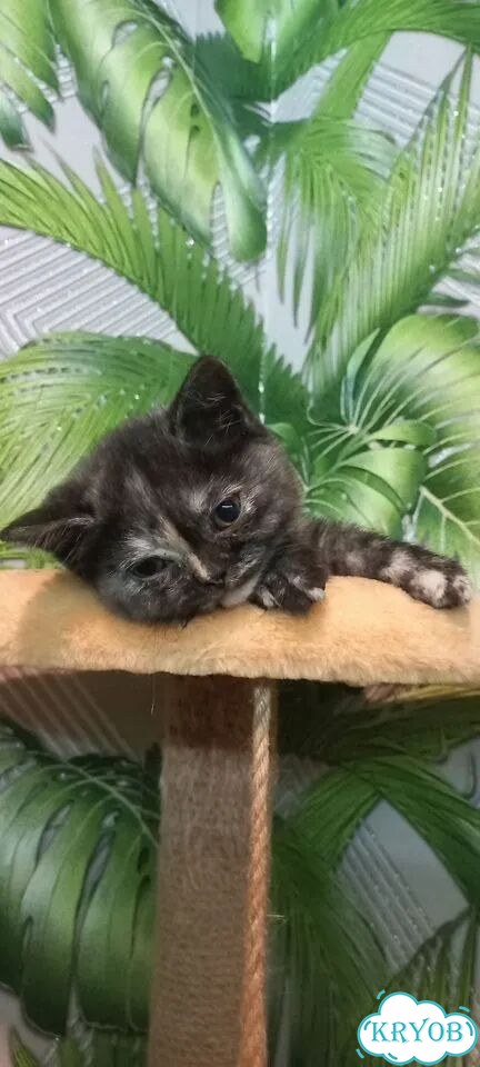 Шотландский прямоухий короткошёрстный котёнок фото 1