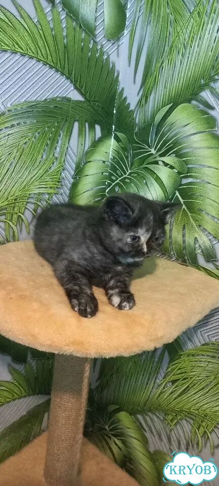 Шотландский прямоухий короткошёрстный котёнок фото 2