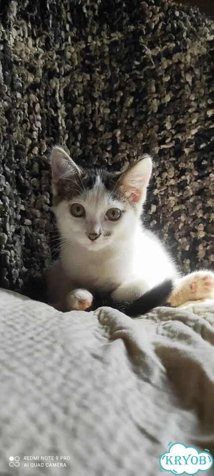Котёнок в добрые руки фото 1