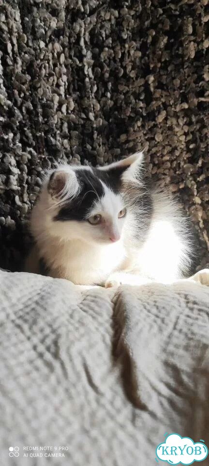 Котёнок в добрые руки фото 1
